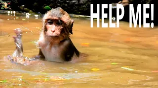 CALLING HELP URGENT?, POOR BABY MONKEY VERY SMALL NEARLY DROWN IN WATER? |