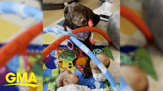 Genius dog helps parents raise twins by grabbing milk, blankets, diapers and toys l GMA