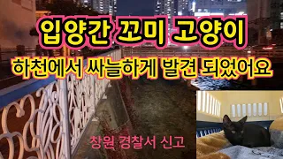 고양이를 입양한후 이틀뒤 의문의 죽음을 당한채 비닐봉지에 담겨 하천에 버려졌어요