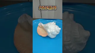 Ракушка из цемента для сада своими руками🐚