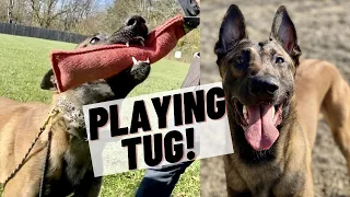 PLAYING TUG W/ MY BELGIAN MALINOIS!! FULL TRAINING SESSION!!