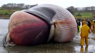 15 Dinge, die Du noch nie zuvor in Deinem Leben gesehen hast