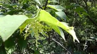 Gasteruption Wasp on Japanese Knotweed オオコンボウヤセバチ♀がイタドリを訪花吸蜜