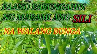 PAANO PABUNGAHIN ANG SILI NA WALANG BUNGA NG MARAMI