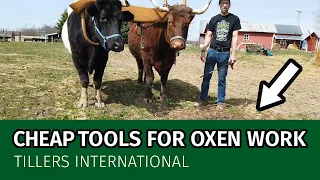 Oxen Basics: Cheap & DIY Tools for Oxen Work