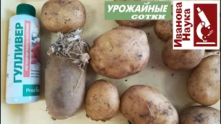2 урожая картофеля - это реально! ИМЕННО ТАК можно получить второй урожай молодого картофеля.