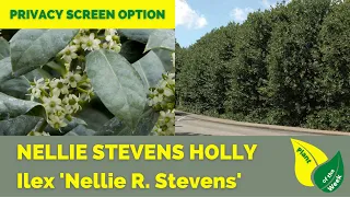 Nellie Stevens Holly Tree | Ilex x 'Nellie R  Stevens' | Privacy Screen