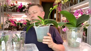 watering orchids after store drying HOW MUCH WATER TO POUR different orchids