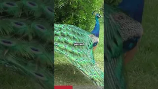 Things You Didn't Know About Peacocks #shorts