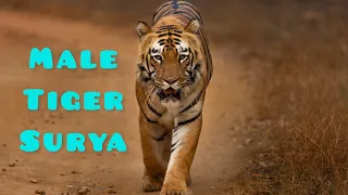 Male Tiger Surya || Umred-Karhandla Wildlife Sanctuary || Maharashtra || India #tiger #tigers