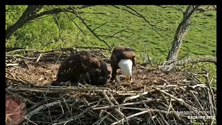 Decorah North 5-19-24 Mr brings fish #4, stops off at Love Tree