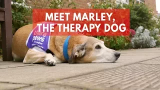 Meet Marley, the adorable therapy dog helping people with dementia