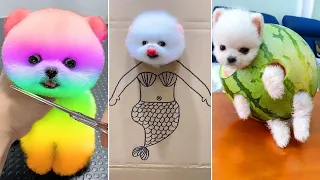 Cute Pomeranian Puppies Doing Funny Things #8 - Cute and Funny Dogs 2024 - VN Pets