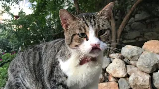 Cats in Turkey, not feral nor domestic