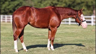 “Good Timing” 2021 mare by Colonels Shining Gun x Chic Lil Ruby, producer of 157k