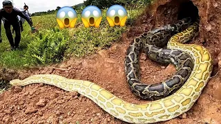 Follow the Footprints of Diamond Snakes Caught Couple of Pythons Hiding Underground | Mike Vlogs