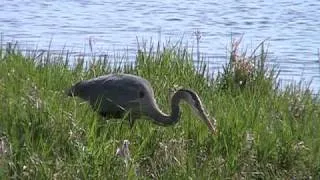 Great Blue Heron (Ardeidae: Ardea herodias) Hunting from Shore