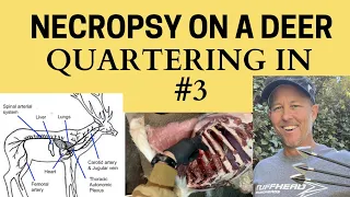 Quartering in Shot For Bowhunters #3 (Necropsy)