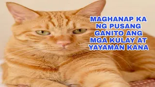 MAGHANAP KA NG PUSANG GANITO ANG KULAY AT YAYAMAN KANA -APPLE PAGUIO7