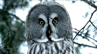 Пучеглазая сова - Неясыть бородатая, Great Grey Owl