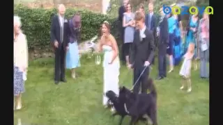 Свадебные Приколы 2015 - Funny Wedding Fails Compilation 2015 #12