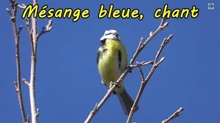 Blue tit, singing(song) in the wind - singings(songs) of birds