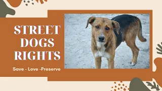 Street Dogs Rights| Delhi High Court| In Brief ||