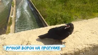 Как летает вОрон? / Гоша купается