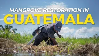 Mangrove Restoration in Guatemala | One Tree Planted
