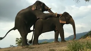 Elephant Natural Mating||| BBC Wildlife