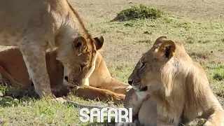 "4K Scenic Scenes of Africa: Wildlife Safari & Relaxation Film with Calming Music"