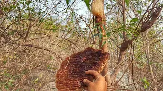 Million Dollars Skill! Brave Millionaire Harvesting Honey Beehive by Hands, honey hunter