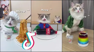 💕 that little puff tiktok compilation | cooking cat #14