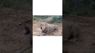 Hungry lions getting meat. AFRICA. #shorts  #shortsyoutube  #viral
