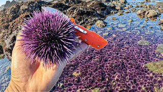 SEA URCHIN Obliterate Entire Tide Pool! This is NOT GOOD