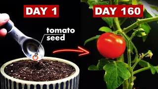 Growing TOMATOES 🍅 From Seed To Fruit - 160 Days Time Lapse