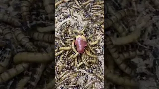 GUSANOS vs CORAZÓN de POLLO #insects #timelapse #worms