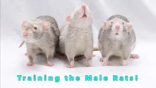 Trick Training The Male Rats (Olive and Donut's Brothers)!