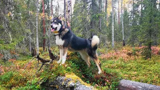 Каталог пород собак.Восточносибирская лайка (East siberian laika)