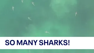 Video: Drone spots hundreds of sharks swimming near shore of Florida beach