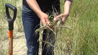 Harvesting and Planting Marram Grass (American Beach Grass)