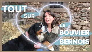 TOUT SUR LE BOUVIER BERNOIS ❤️(comportement,historique de la race)