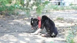 Её использовали в качестве бойцовской собаки, мучили голодом и издевались — теперь посмотрите на неё