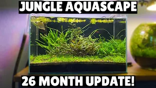 Jungle Aquascape -  26 Month Update!