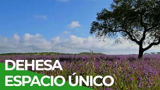 Dehesa, Espacio Único y Mágico | Free Documentary Nature -  Español