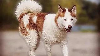 10 Facts About Siberian Husky That You Don't Know | Dogmal