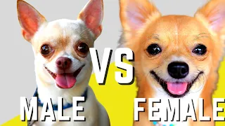 Male Chihuahuas VS Female Chihuahuas - Compare and Contrast