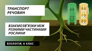 Транспорт речовин. Взаємозв'язки між різними частинами рослин | 6 клас