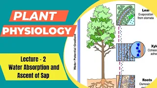 PLANT PHYSIOLOGY | Lecture - 2 Water Absorption and Ascent of Sap | Go Agro