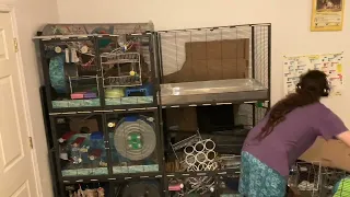 Timelapse of me adding a middle grate to my 6 unit critter nation!